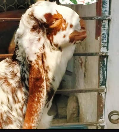 bredar quwalte ka bacha haa