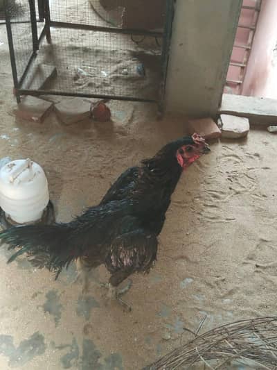 Black dragon aseel for sale