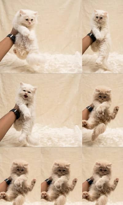 Persian Kittens
