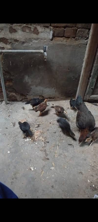Aseel Murgi and 7 chicks