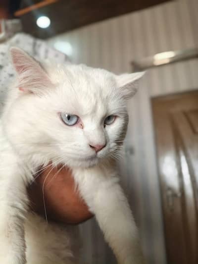 Cute and healthy Persian Cats pair Sale | Vaccinated | Playful & Cute