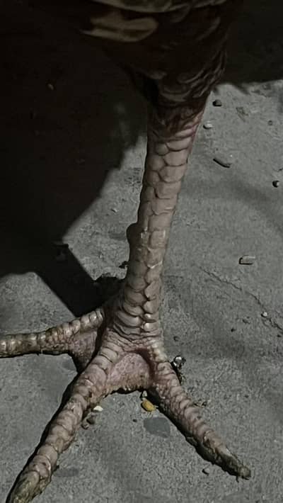 Aseel murga for sale