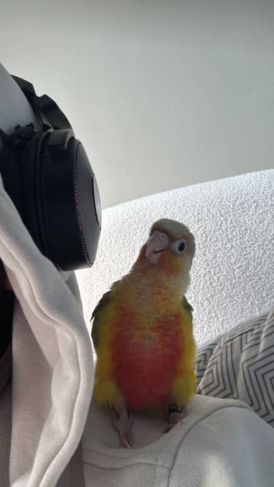 Hand Tamed Pineapple Conure