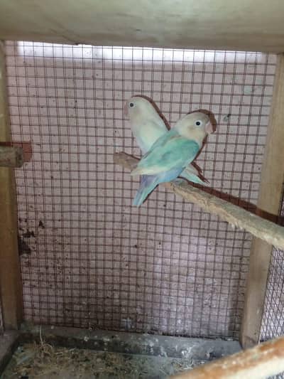 love bird with breeding boxes