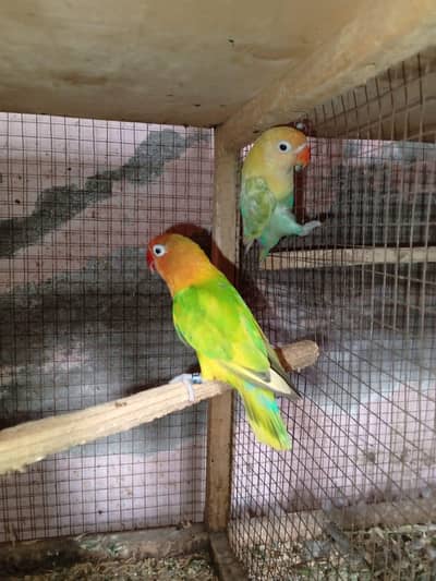 love bird with breeding boxes
