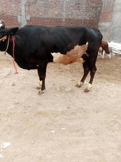 cow pergant 1 st timer