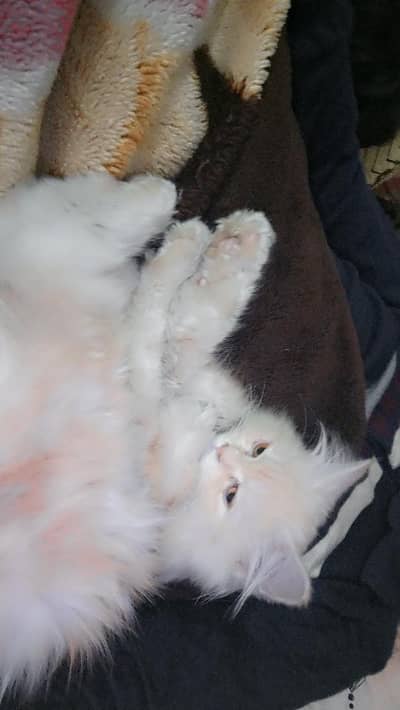 Adorable Persian Kitten