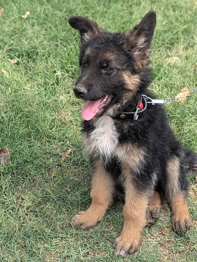 German shepherd puppy Male