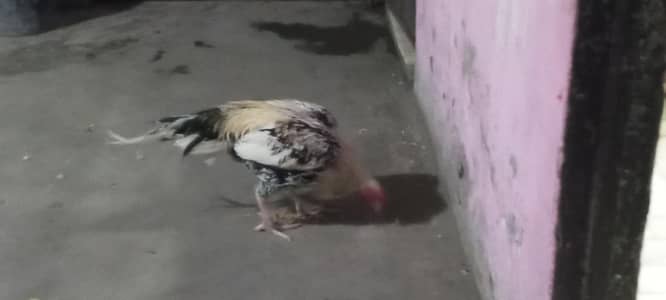 Pakistani assel  murga hai age 12month hai