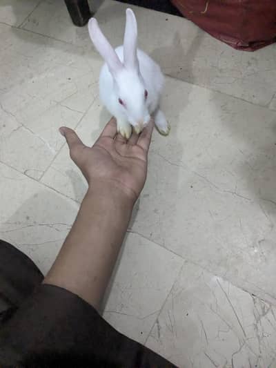 red eyes rabbit in white color