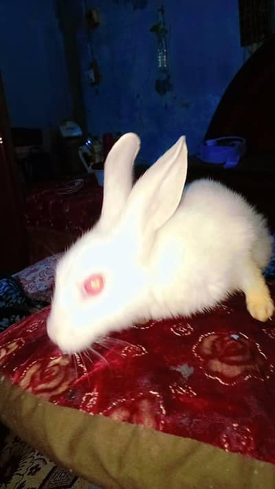 albino red eyes 3 month baby for sell