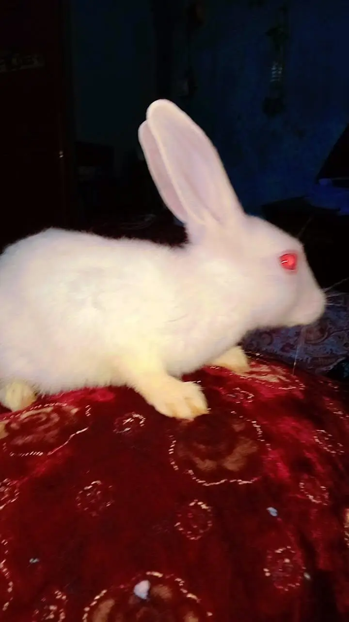 rabbit baby for selling — photo 2