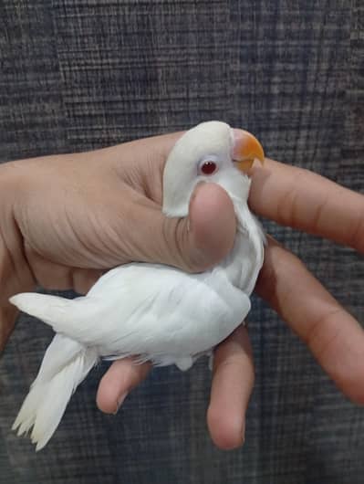 Albino red eye fisher lovebird fisher parblue