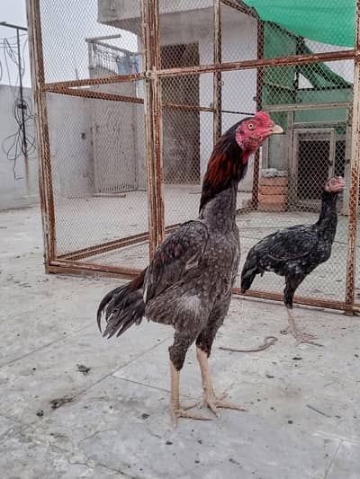 fertile eggs of japanese shamo female and Thai pak male