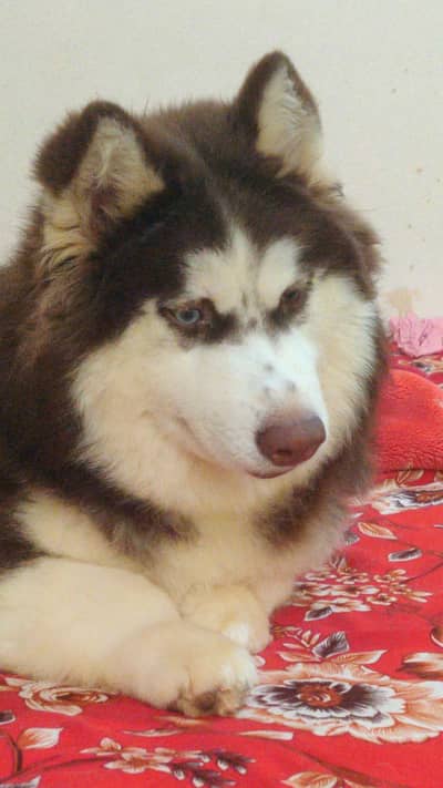 Siberian Husky Male Pedigree