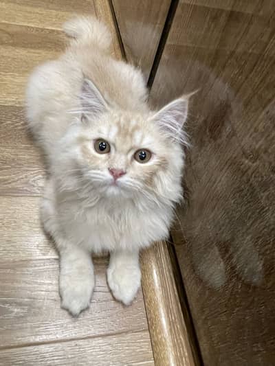 Two Persian cat male or female