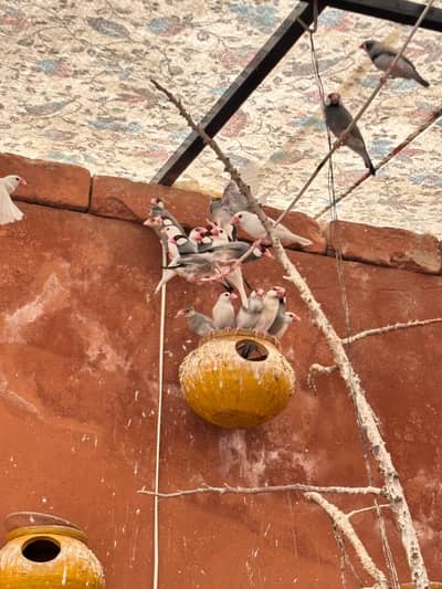 java and finch breeder colony for sale