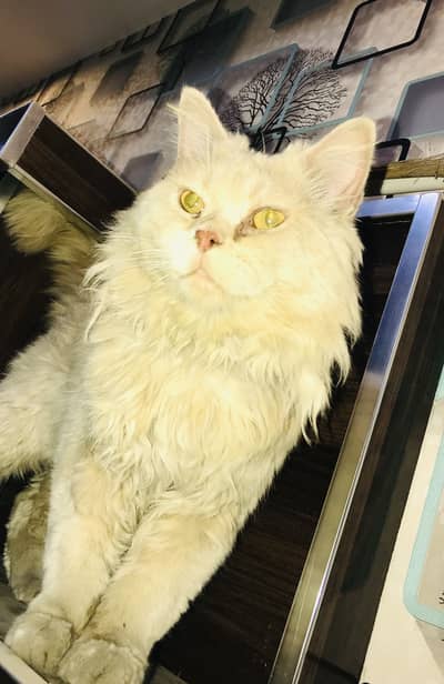 Persian cat