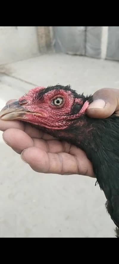 aseel murgi muski ha jis Bahi ko chahiya wo rabta kra