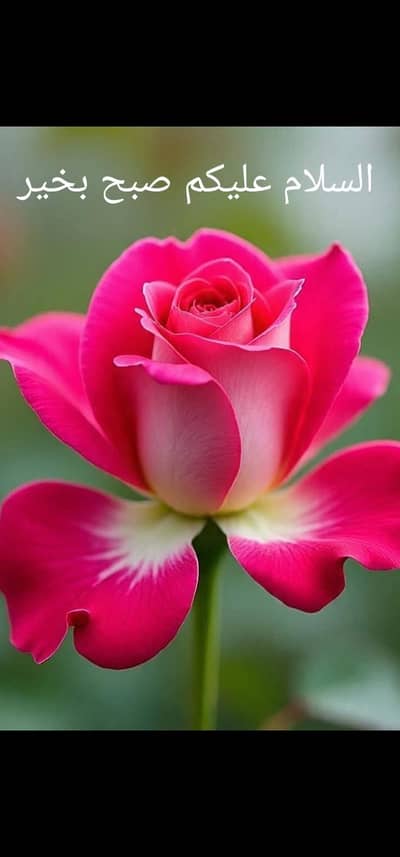 Baby Sitter / Helper Req in Lahore