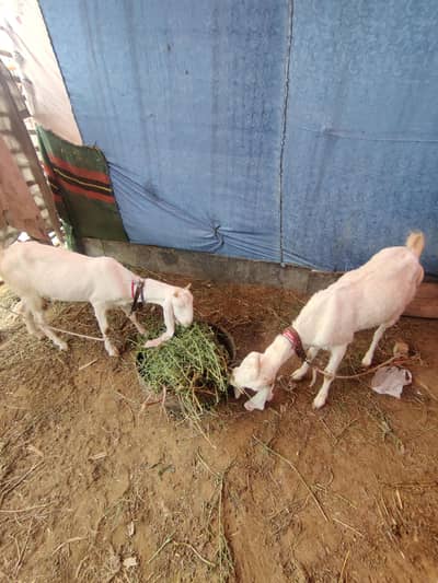 2 Nasli Gulabi Bakriyan For Sale 