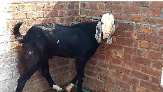 Bakra qurbani