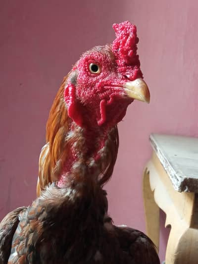 aseel miawali for sel only coll