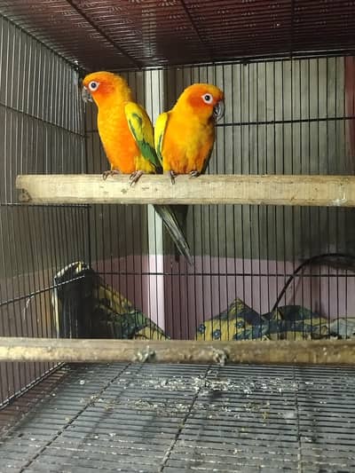 Sunconure High red factor breeder pair available demand 60k