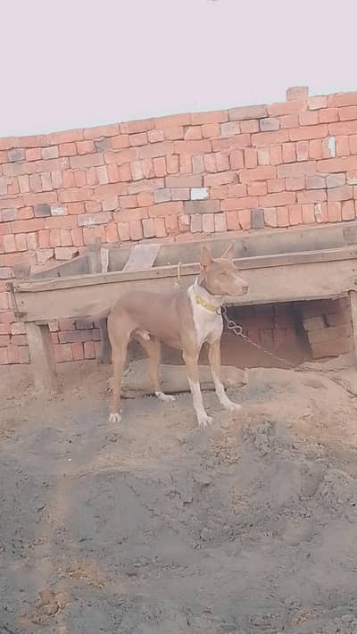 bultier young dog for sale