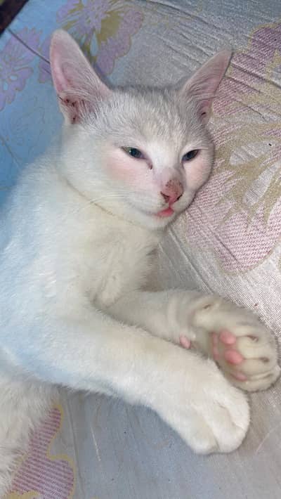 White Persian Female Cat