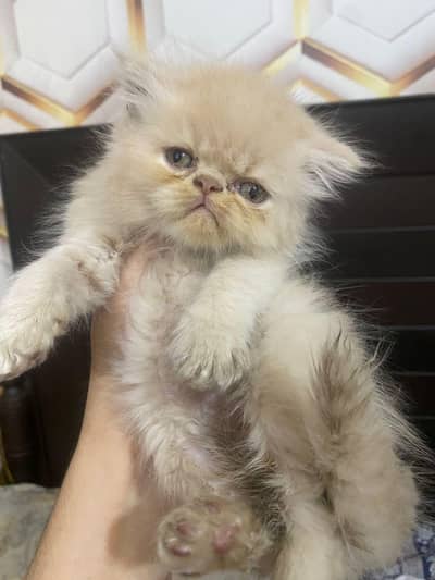 punch/Xpunch Kittens