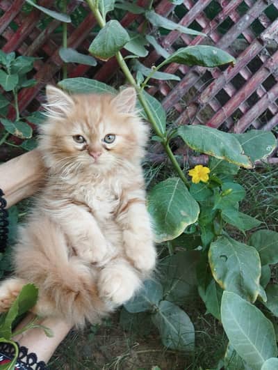 PERSIAN SHORT LEGGED KITTENS FOR SALE IN KARACHI !!!
