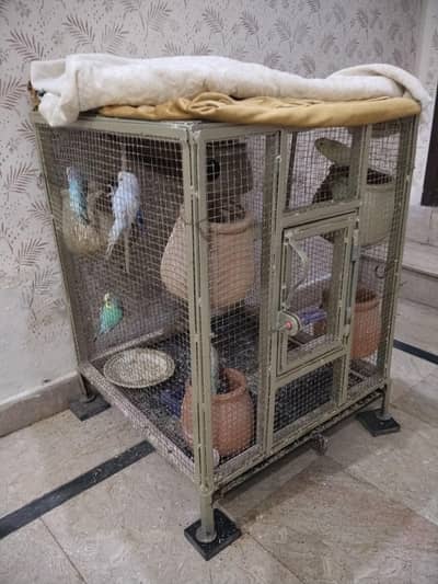 Australian parrots for sale