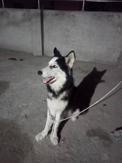 huskey dog male