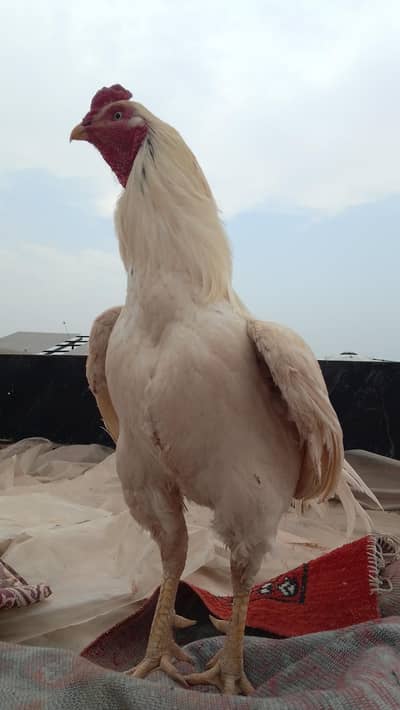 Heera Aseel breeder Peshawar