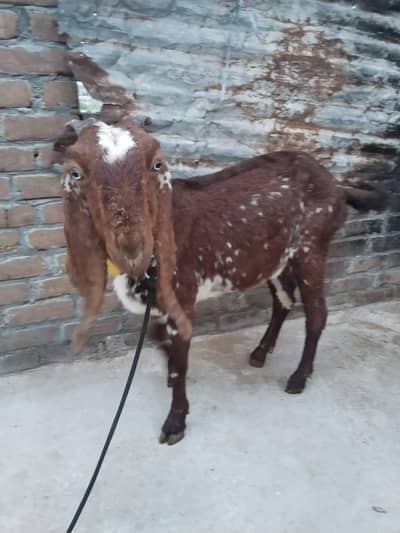 Pure Makhi cheeni goat