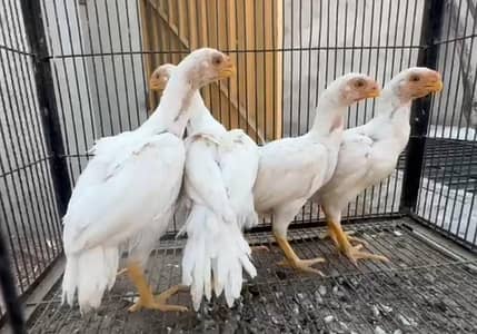 Indian long tail Parrot beak Tamil Nadu Original