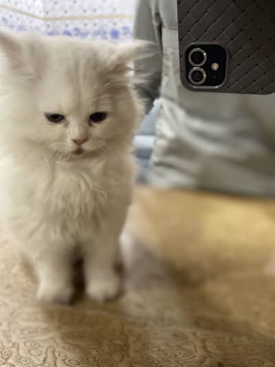 Persian cat she is very friendly