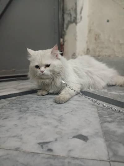 Persian cat oddeyes 3coat
