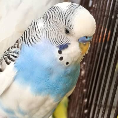 Healthy Active Breeder Australian parrots Available for SALE 100%
