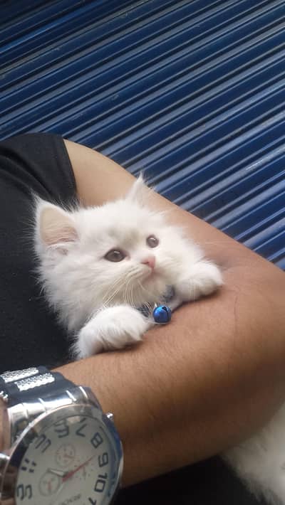 healthy & activ triple cotted white male kiten