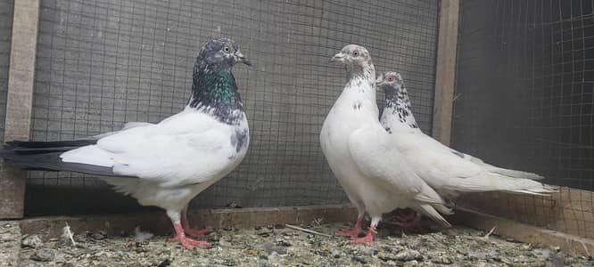 Goldan lakhay parvazi kabotar for sale.