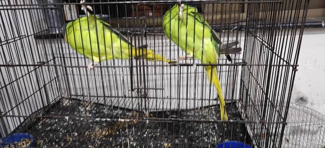 plum head parrot breeder pair for sale unique and very sale specie