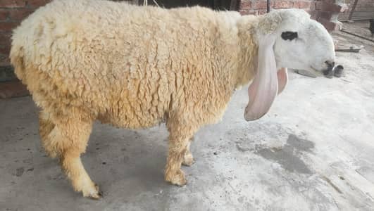 Kajla Chatra Healthy Nd Active  03214960566