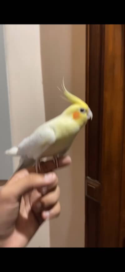 Cockatiels parrot for sale Red eye hand tamed