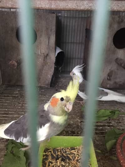 Common white/Gray/Yellow Face/White Face Common Pied Cocktails