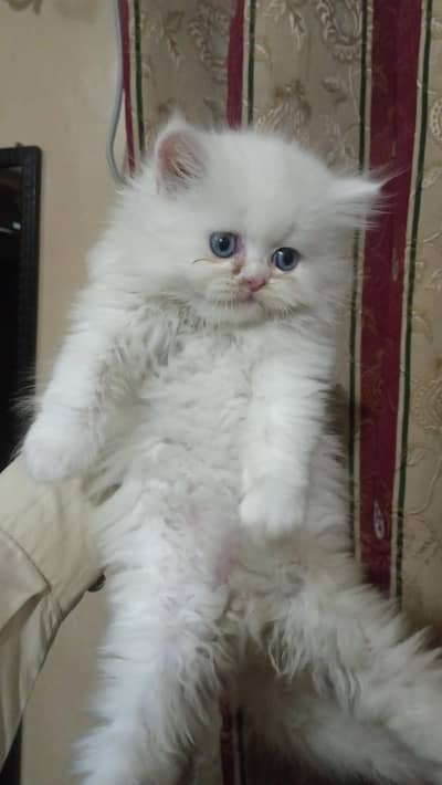 Persian Punch Face Blue eyes kittens