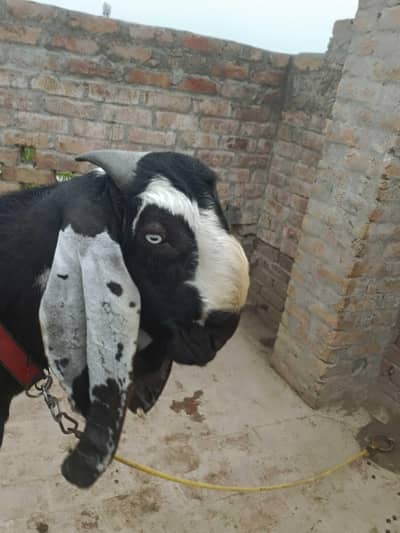 supreme quality beetal breeder for sale