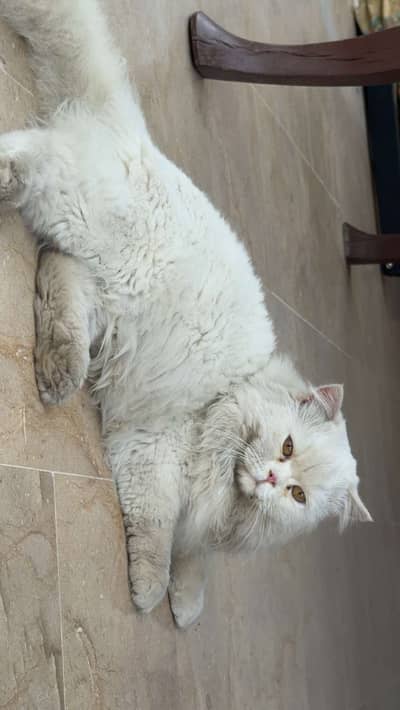 Long coat Persian Male Cat