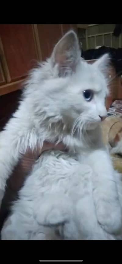 Odd Eyes Persian Cat Round Face